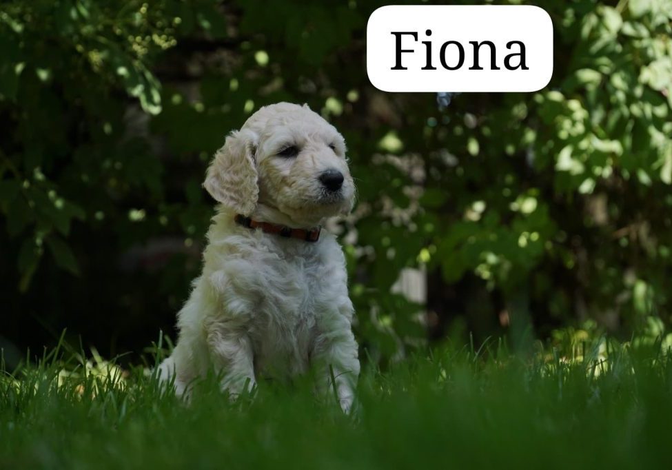 Fiona vom Weidenhof-Golden Retriever