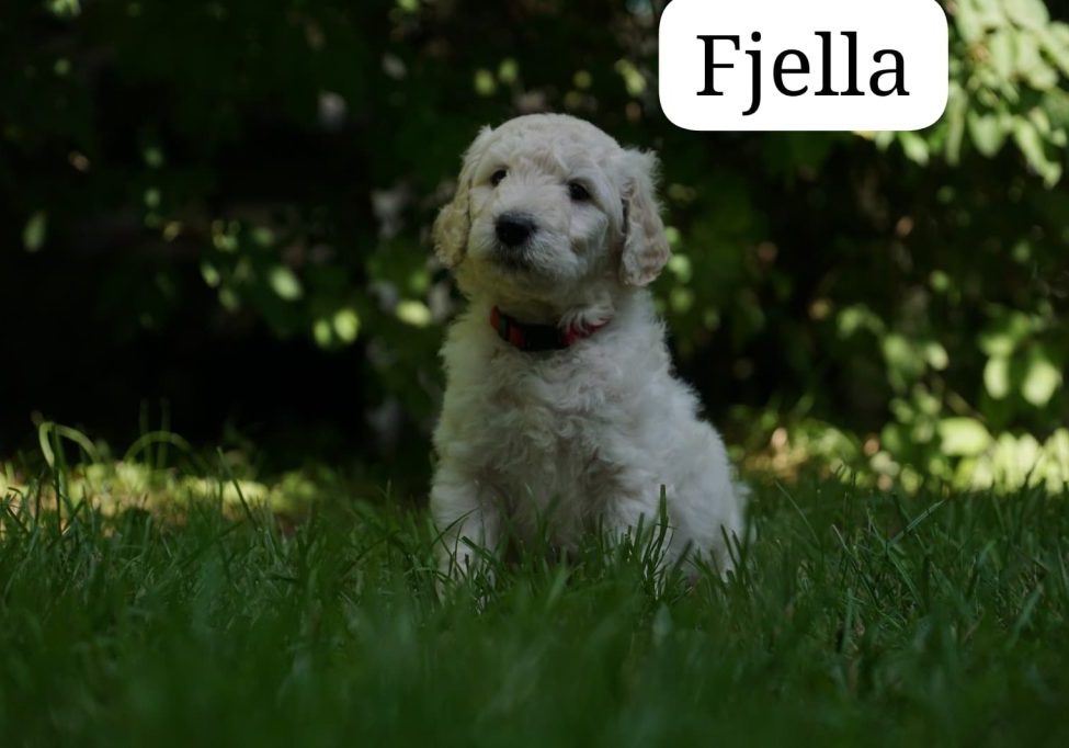 Fjella vom Weidenhof-Golden Retriever