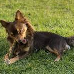 Flooki vom Wallersee