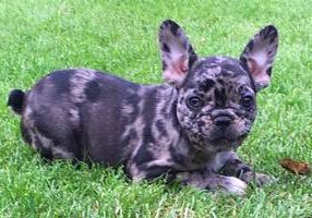 Französische Bulldogge Bullys aus der Vorderpfalz