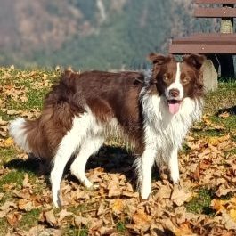 Fraser of Frasers Ridge-Border Collie