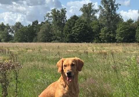 Frida-Apanachie of Golden Dreams-Labrador Retriever