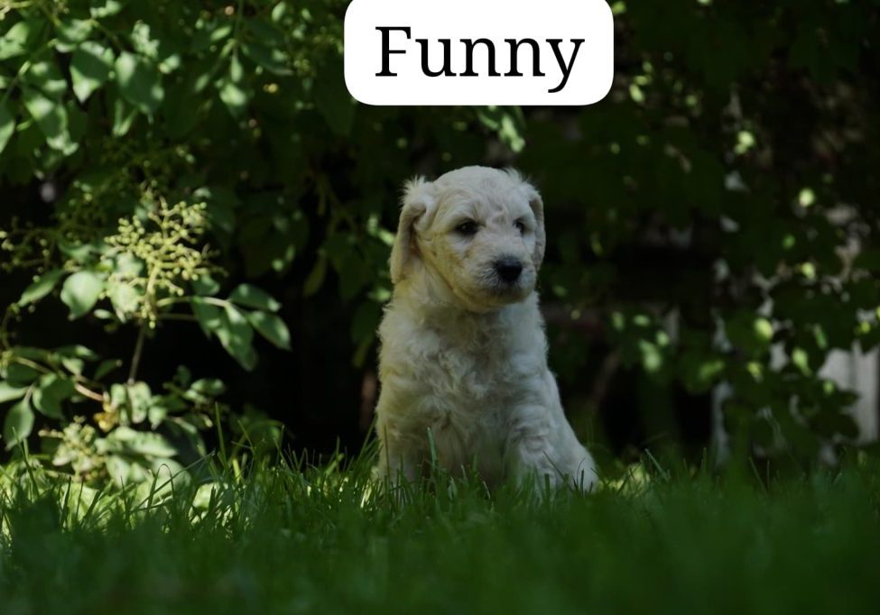 Funny vom Weidenhof-Golden Retriever