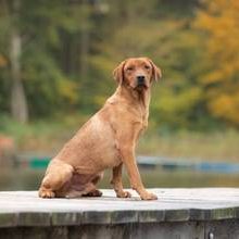 Galaxy Star Red Chewbacca-Labrador Retriever