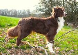 Godiva of Courtyard Fountain-Australian Shepherd