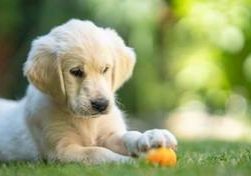 Golden Retriever.SV20