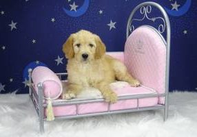 Goldendoodle Dorfschmiede