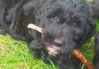 Goldendoodle vom Wingster Elchtal 2