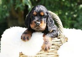 Gordon Setter vom weissen Damm