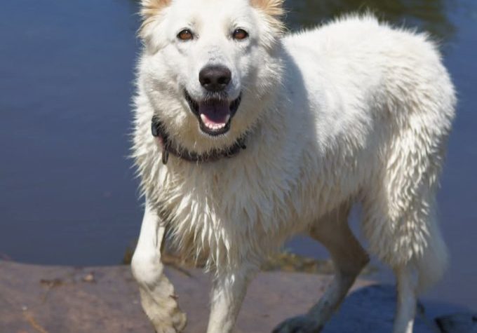 Goya vom weißen Wolfsblut-Schäferhund