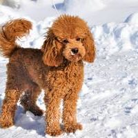 Gucci The Great One-Zwergpudel