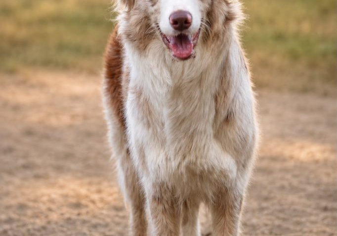 Hazel Mind in Motion-Border Collie