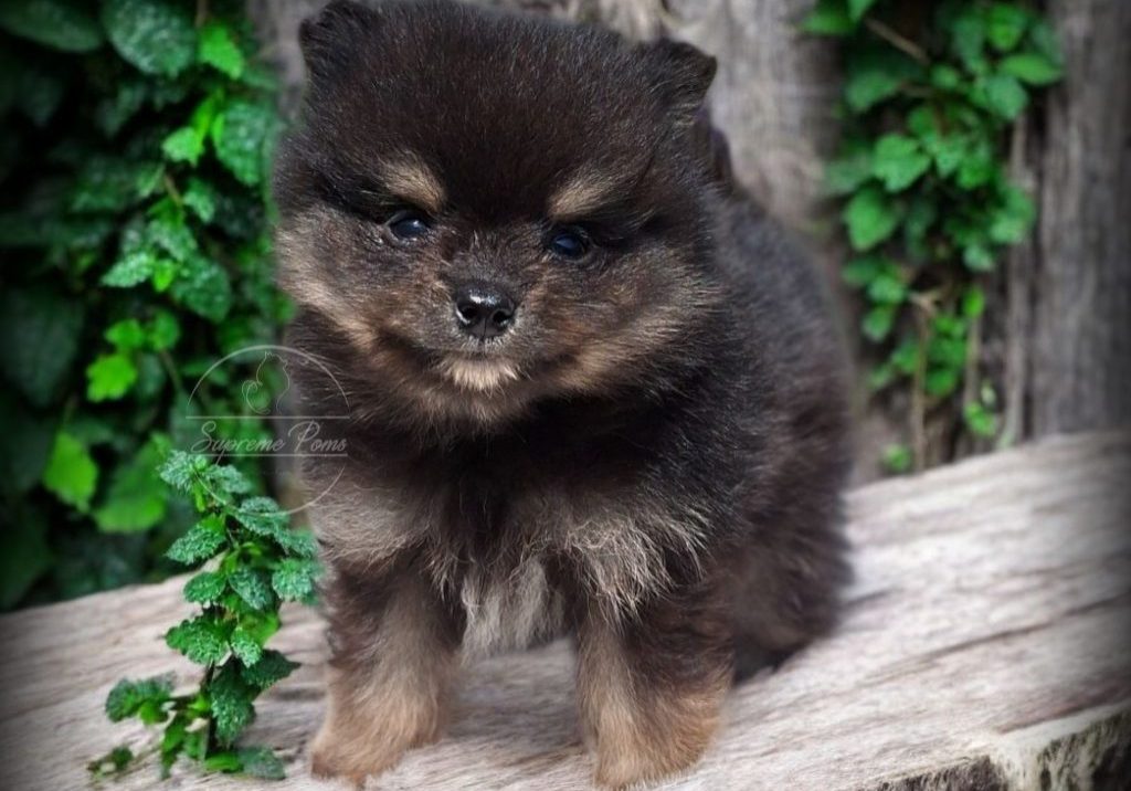 Heavens Skye of Supreme Poms-Pomeranian Zwergspitz