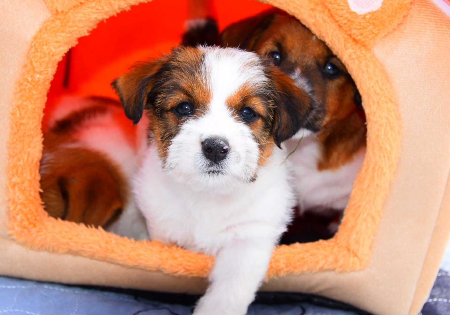 Hesselberg Linie- Labrador Retriever Hesselberg Linie- Labrador Retriever