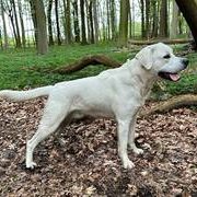 Ignaz vom Egelsee-Labrador Retriever
