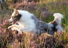 Independence Day vom Esthal-Border Collie