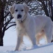 Isack von der Löwenmähne