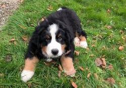 Island Yoshi von Delingsdorf-Berner Sennenhund