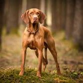 Janosch vom Schwabenland-Magyra Vizsla