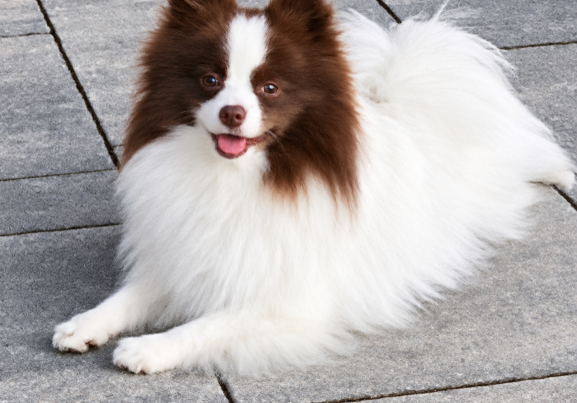 Jellybean Pomeranian Zwergspitz