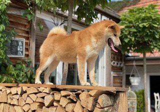 Jerusalema vom Sassbach- Shiba