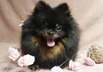 Jolle My Precious Pomeranian-Pomeranian Zwergspitz