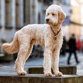 Jonte von Schöninsel