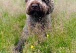 Jule vom Lichtergarten-Lagotto Romagnolo