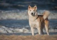 Katiebrooke Akira vom Nordstern-Pomsky