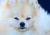 Keytail's Must be Nanuk-Pomeranian Zwergspitz