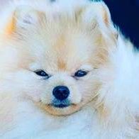 Keytail's Must be Nanuk-Zwergspitz-Pomeranian