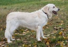 Kimmy vom Wolfsberg-Golden Retriever