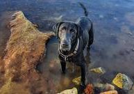 Kira-Akira vom Bogenberg-Labrador Retriever