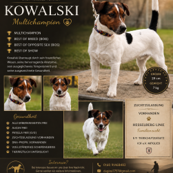 Kowalski Jack Russell Terrier