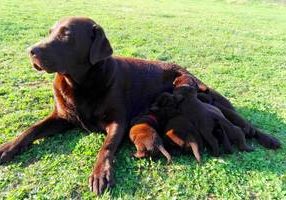 Labrador Retriever Buchstein