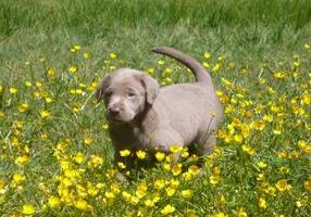 Labrador Retriever Silver-Pearls