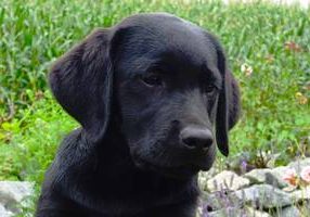 Labrador Retriever Sonnenhöhe