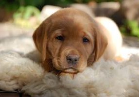 Labrador Retriever Wild Nature