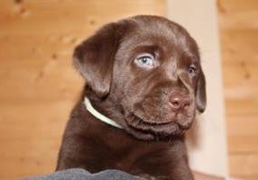 Labrador vom Hohenbogen