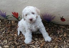 Lagotto vom Fichtelhof 2