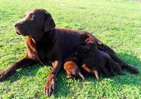 Leila vom Buchstein-Labrador Retriever