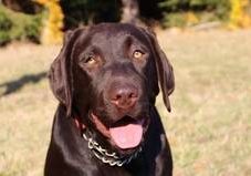 Leila von Gsengertstein-Labrador Retriever