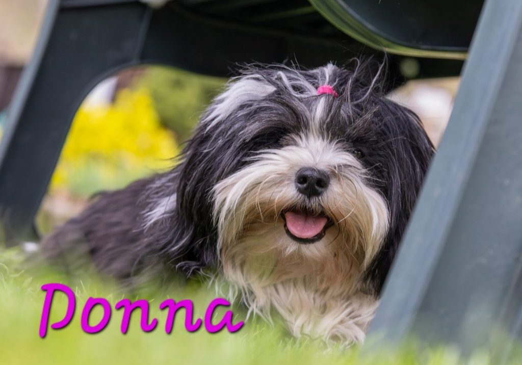 Leka Gyöngye Donna-Havaneser