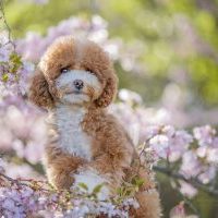 Little Kyubi by Lightlife-Toypudel