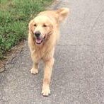 Little's Best Attila