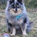 Loki von der Grünen Hölle-Zwergspitz-Pomeranian