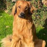 Lord Oskar von den Ruhrwiesen