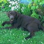 Lucky Star James vom Kadernberg-Labrador Retriever