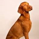 Lucky Vizsla-Magyra Visla 2