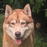 Lucky von Hegau Hunters-Silberian Husky